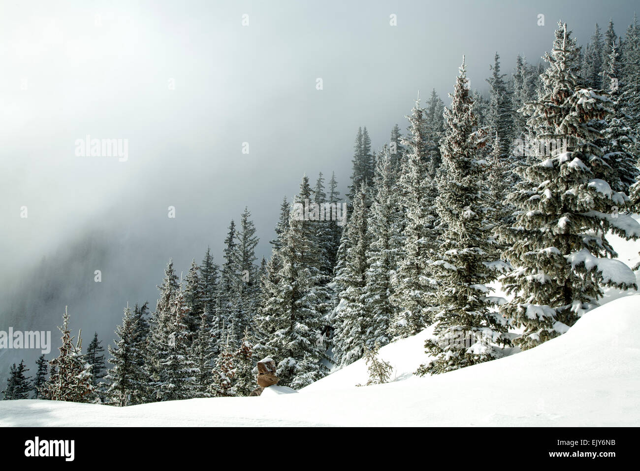 Snow-covered pine trees and fog, Ravens Ridge Trail, Santa Fe National Forest, near Santa Fe, New Mexico USA Stock Photo