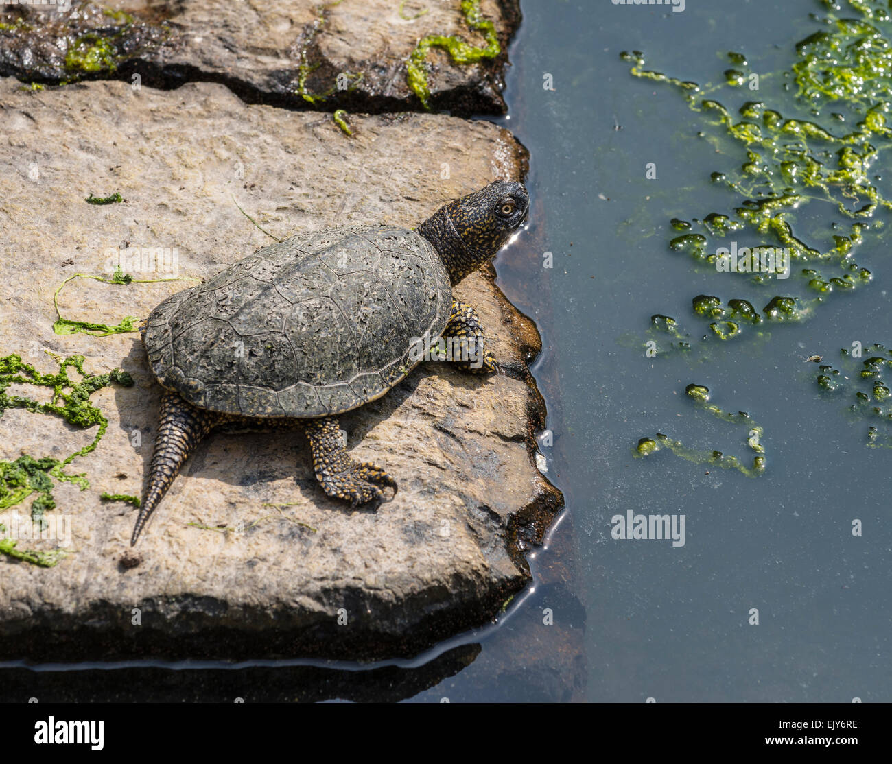 European pond terrapin, or pond turtle,  (Emys orbicularis),  at the Archaeological site of Butrint, in Southern Albania Stock Photo