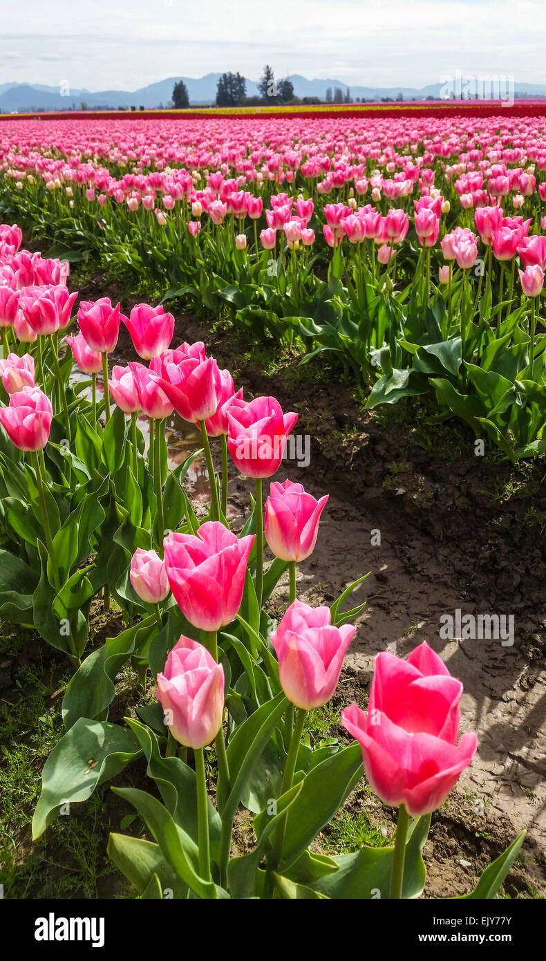 Field of pink tulips during Skagit Valley Tulip Festival. Stock Photo