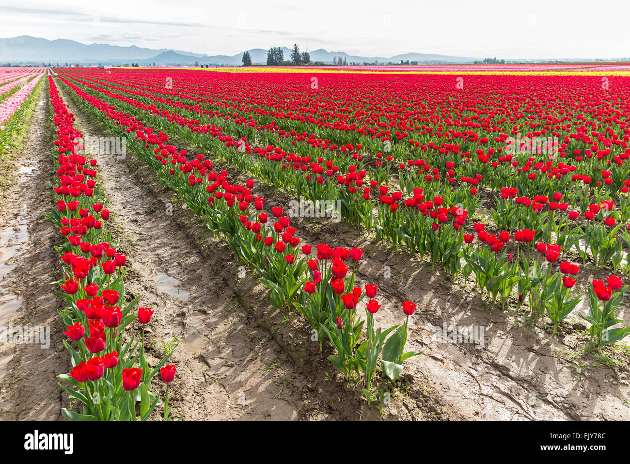 Field of red tulips during Skagit Valley Tulip Festival. Stock Photo