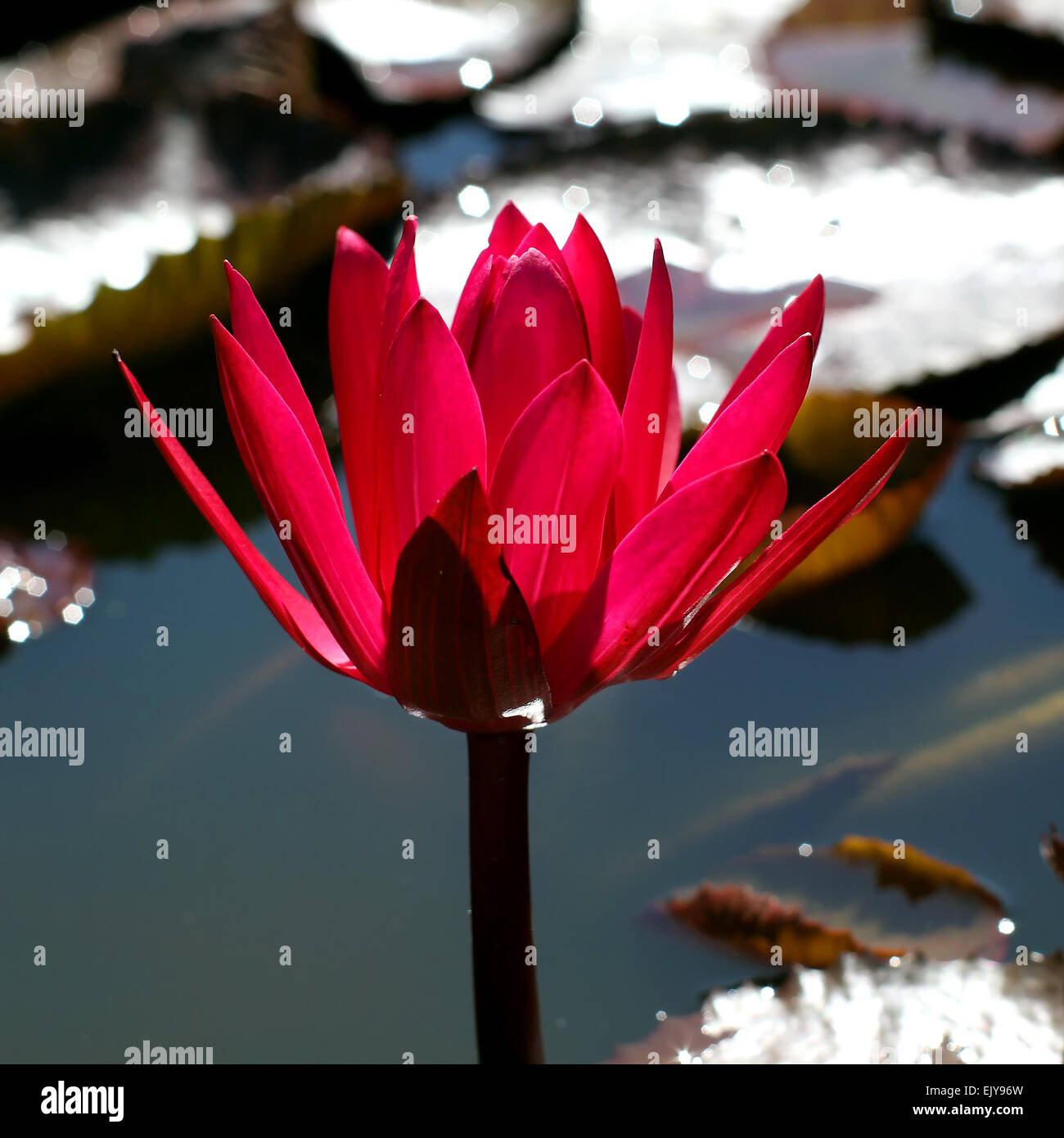 The Beautiful Blooming Lotus Flower Stock Photo Alamy