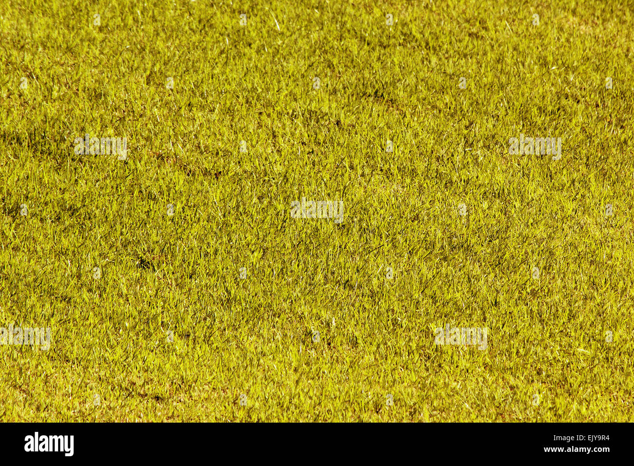Yellow grass as background or texture Stock Photo