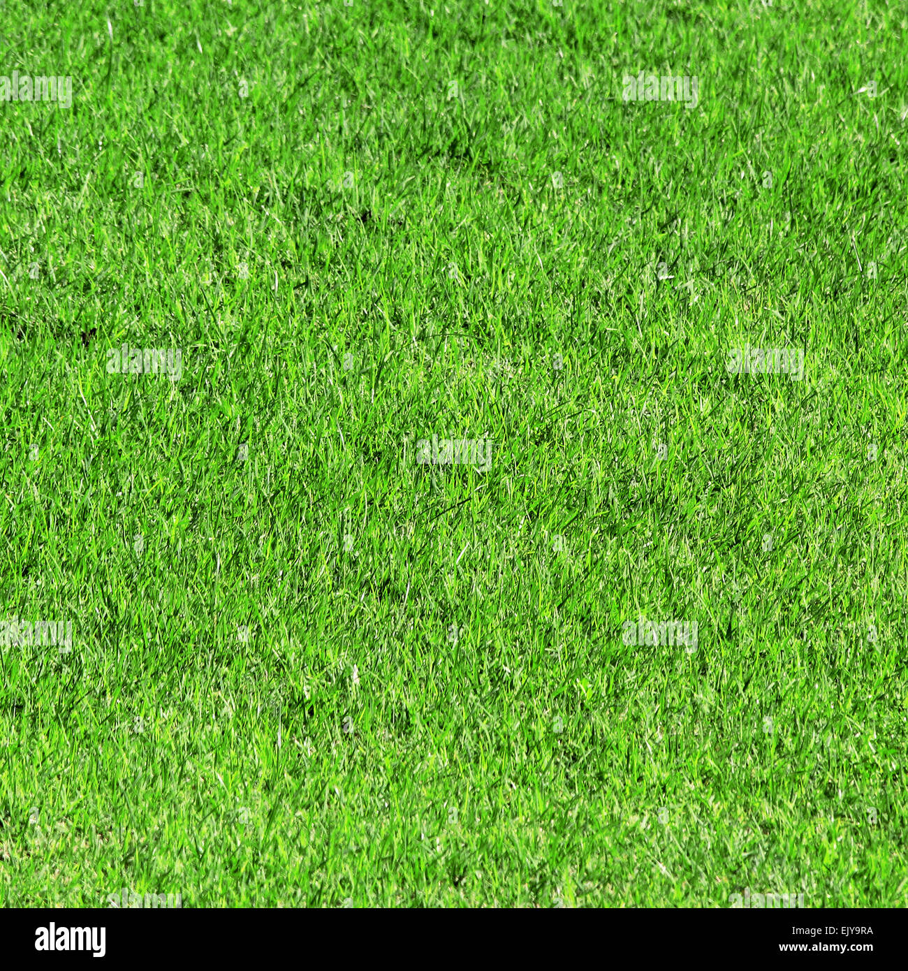 Green grass as background or texture Stock Photo