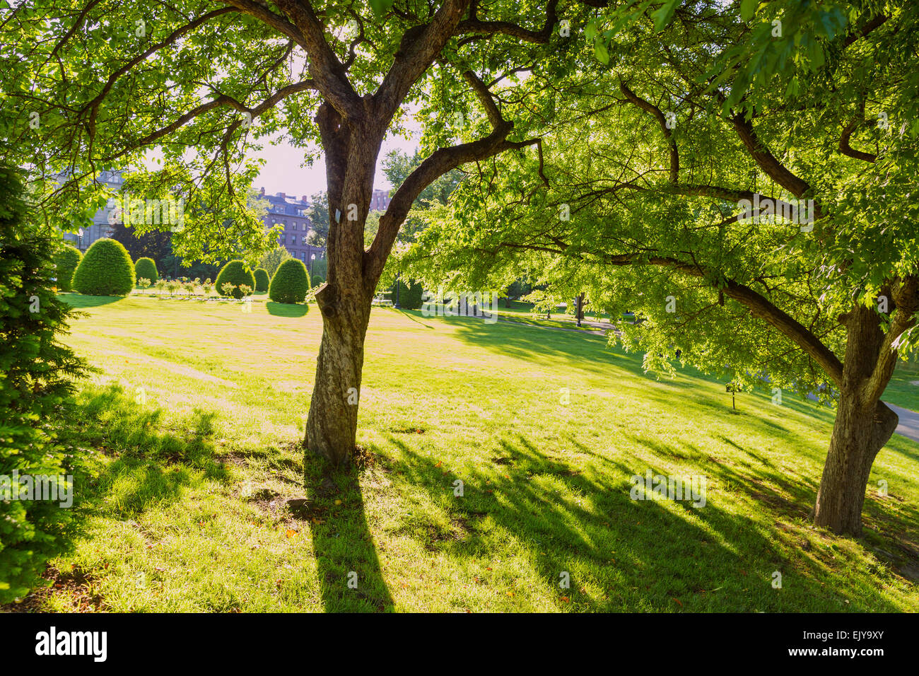 Boston Common public garden tree in Massachusetts USA Stock Photo Alamy