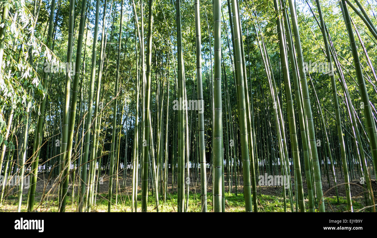 Kyoto, Japan - March 28 : Arashiyama mountain Kyoto Japan famous landmark for tourist with bamboo forest on March 28, 2015 Stock Photo