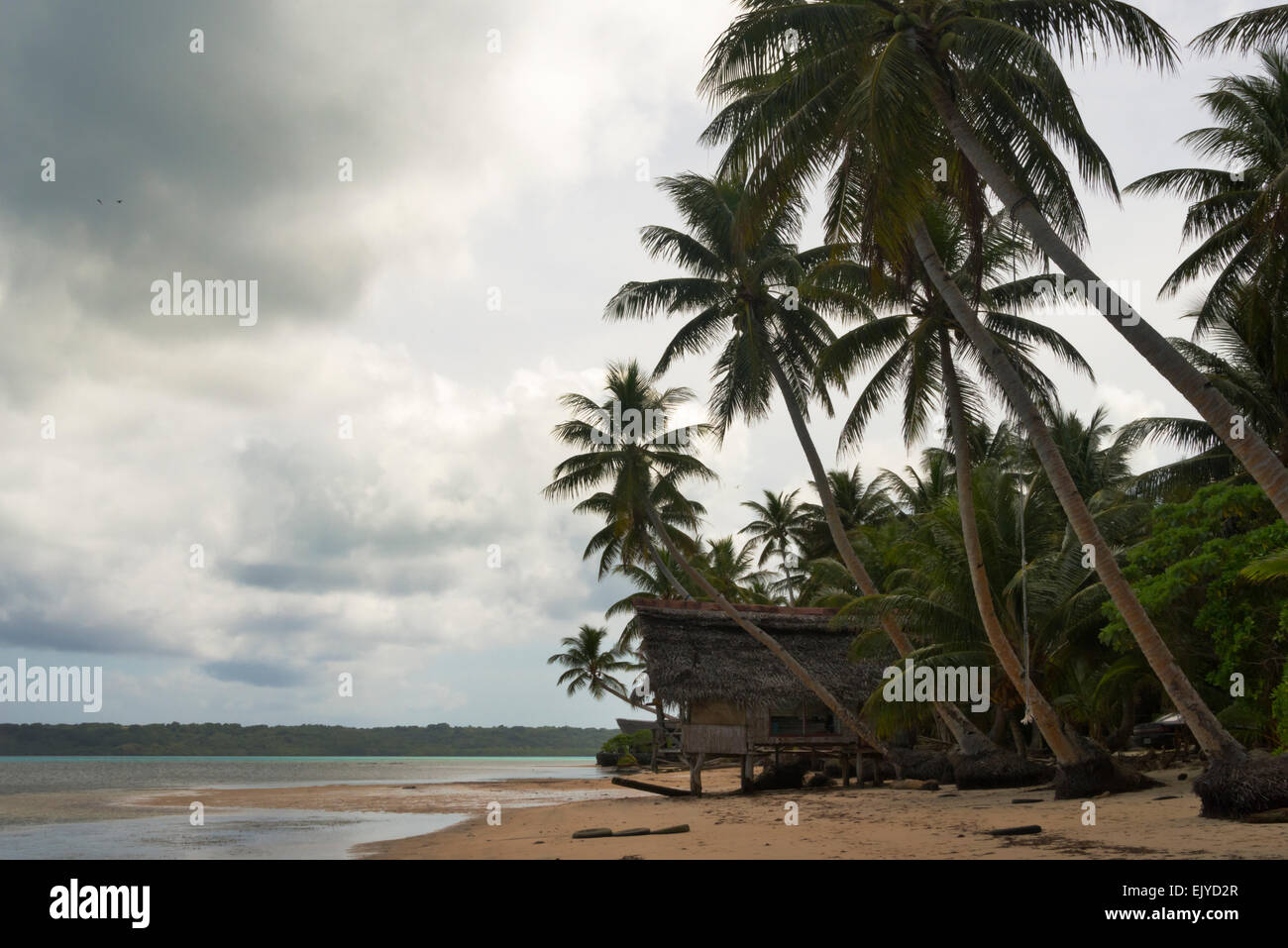Men's house and palm trees on the beach, Yap Island, Federated States ...