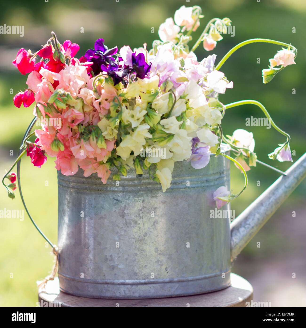 Sweet peas, Lathyrus odoratus, in container Stock Photo Alamy