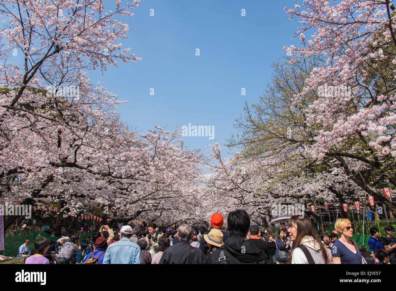 Hanami (Cherry blossom viewing),Ueno Park,Taito-Ku,Tokyo,Japan Stock ...