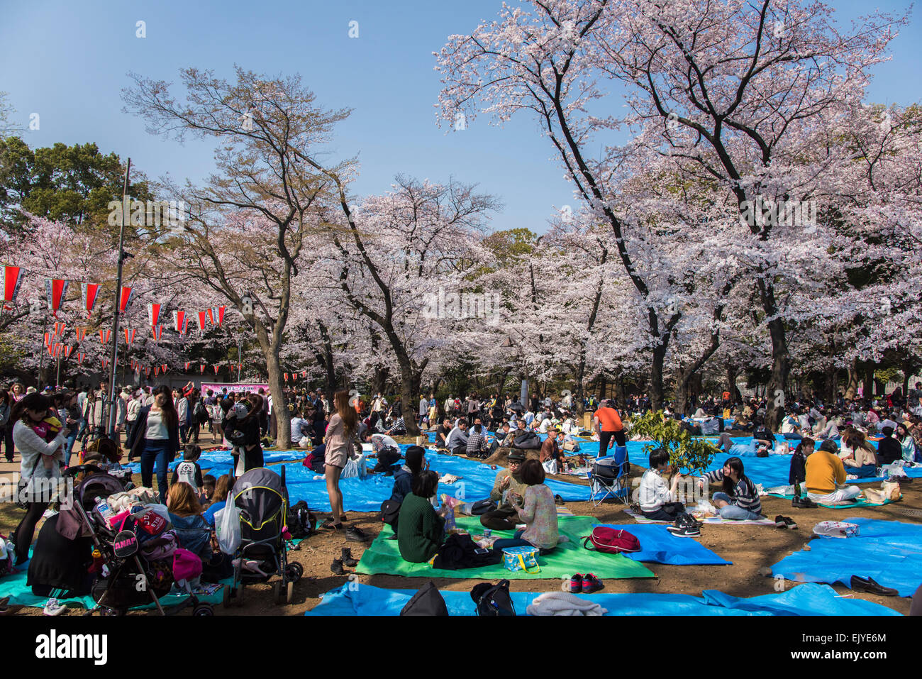 Hanami (Cherry blossom viewing),Ueno Park,Taito-Ku,Tokyo,Japan Stock Photo