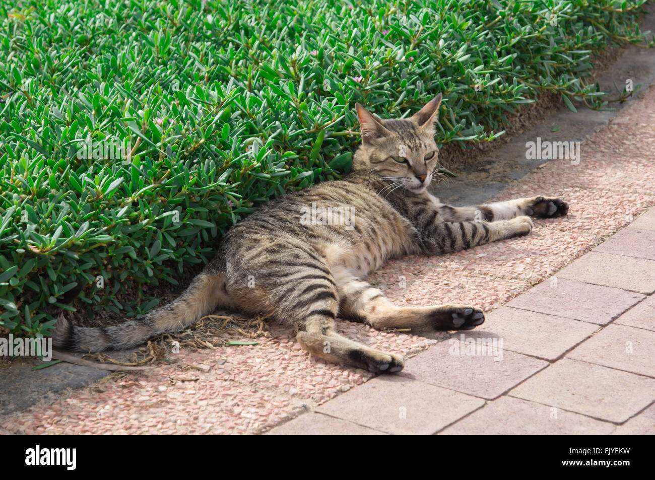 The striped cat lies in a grass shadow Stock Photo - Alamy
