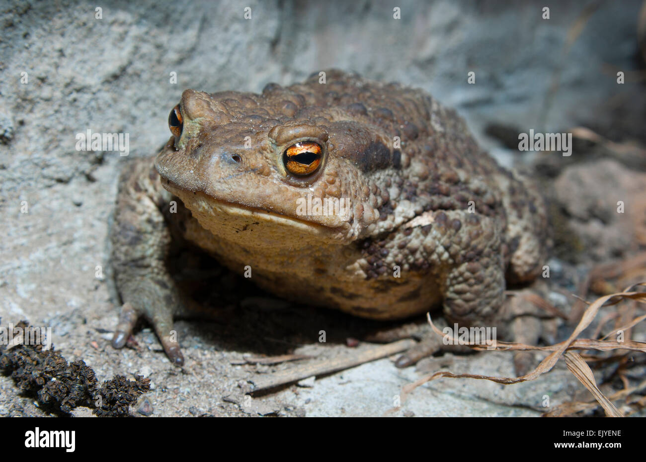 European common toad).(Bufo bufo).Europe.Ukraine.Kharkiv region Stock Photo