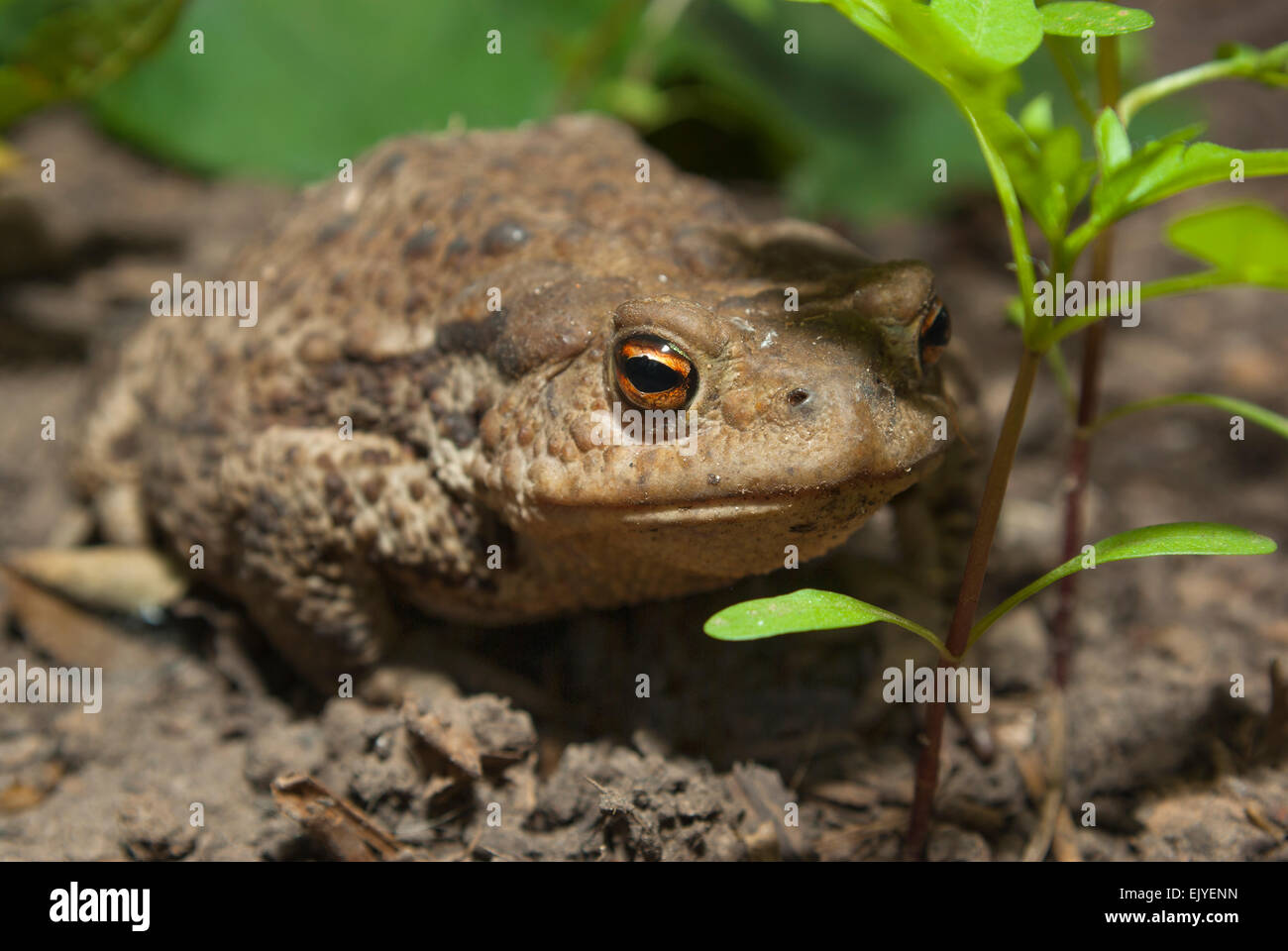 European common toad).(Bufo bufo).Europe.Ukraine.Kharkiv region Stock Photo