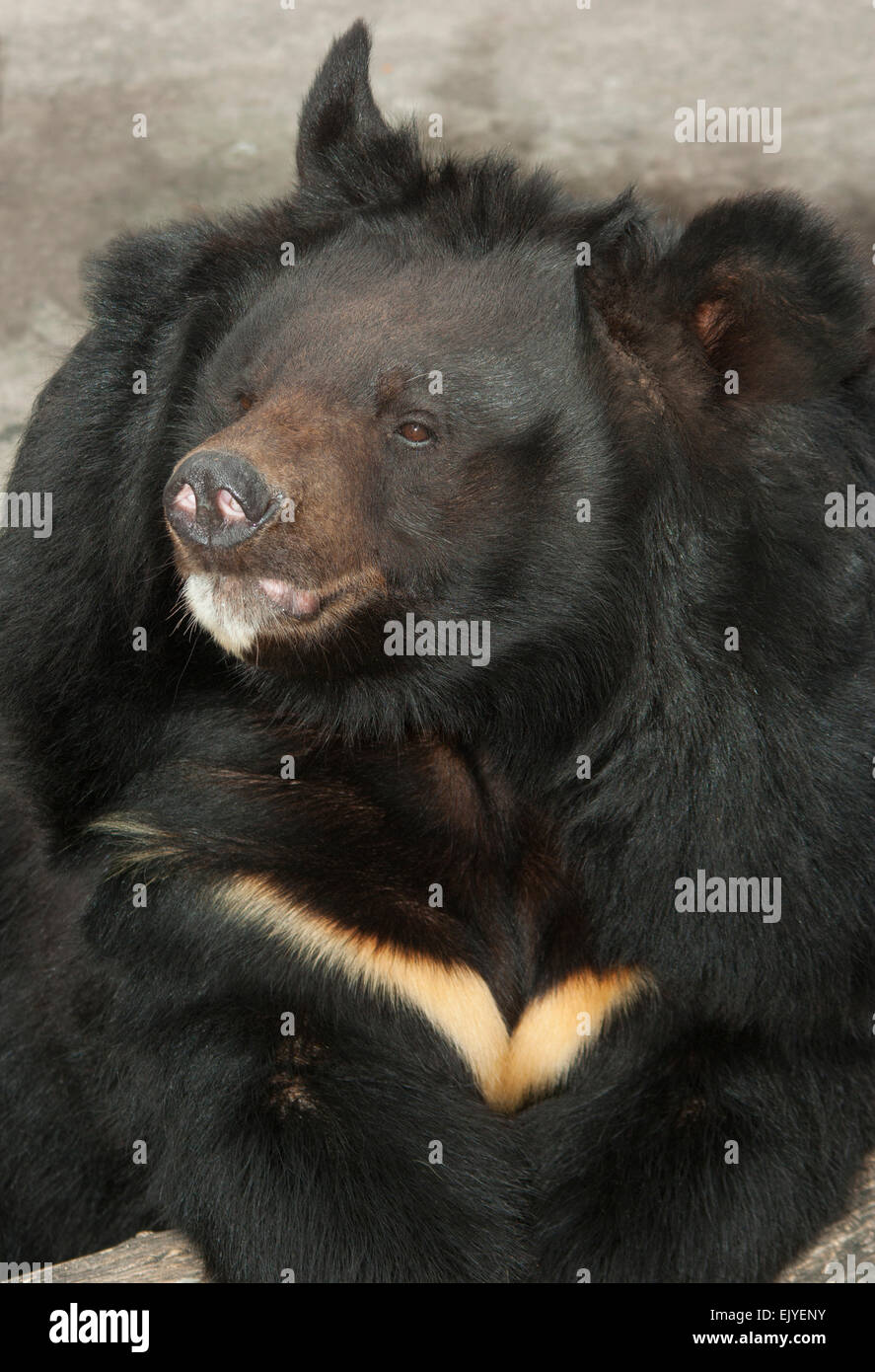 Himalayan bear.(Ursus thibetanus).Europe.Ukraine.Kharkov.zoo. Stock Photo