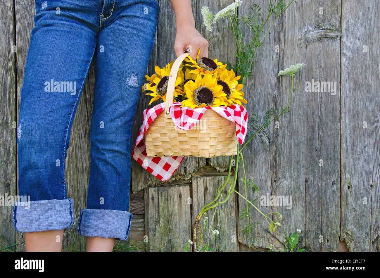 Young girl in blue jeans with sunflower basket by old barn. Stock Photo