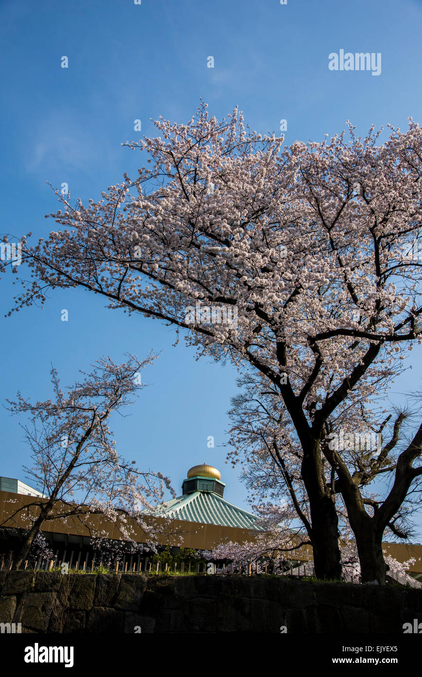 Cherry blossom,Kitanomaru Park,Chiyoda-Ku,Tokyo,Japan Stock Photo - Alamy