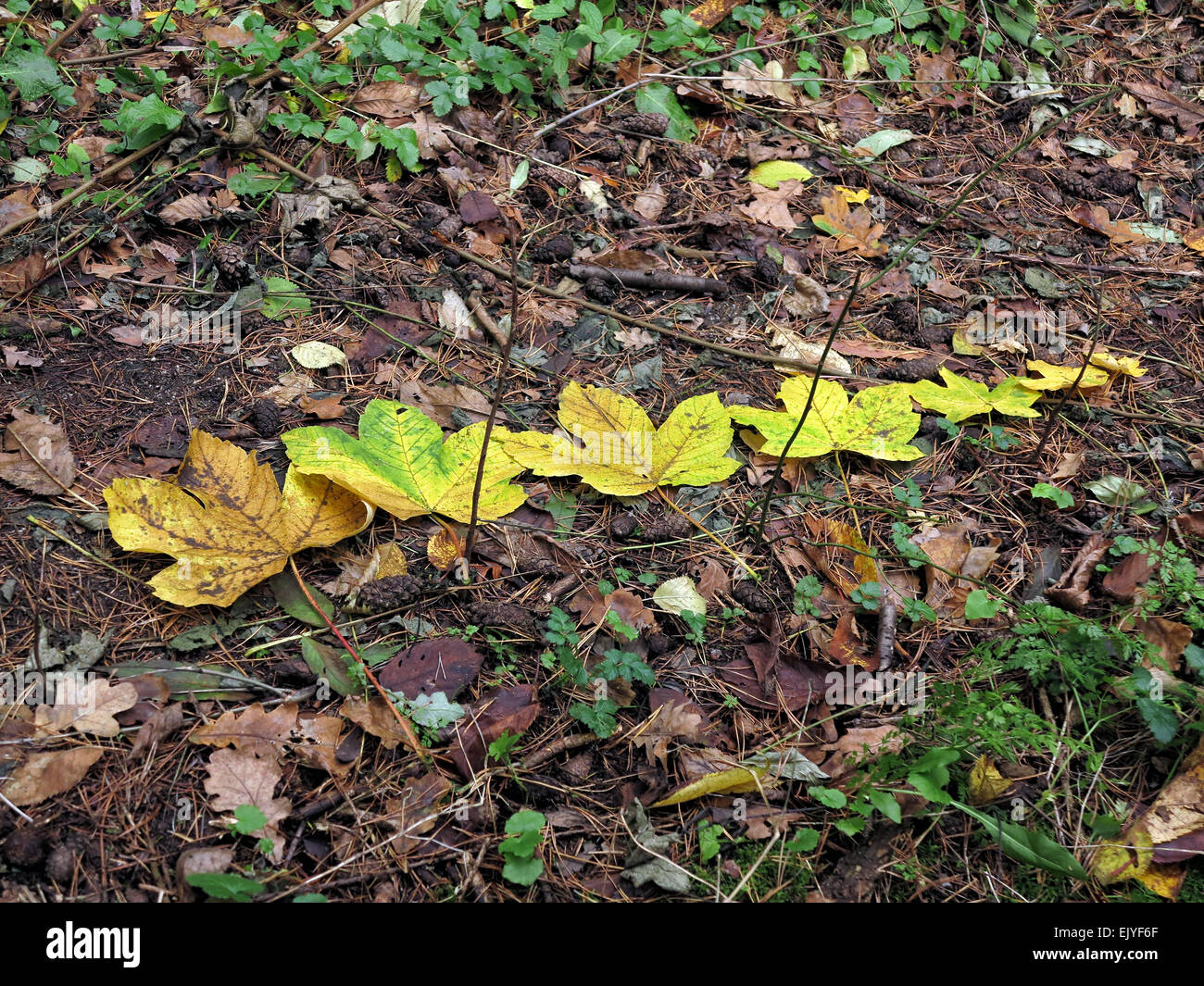 Autumn leaves on the ground in the forest Stock Photo - Alamy