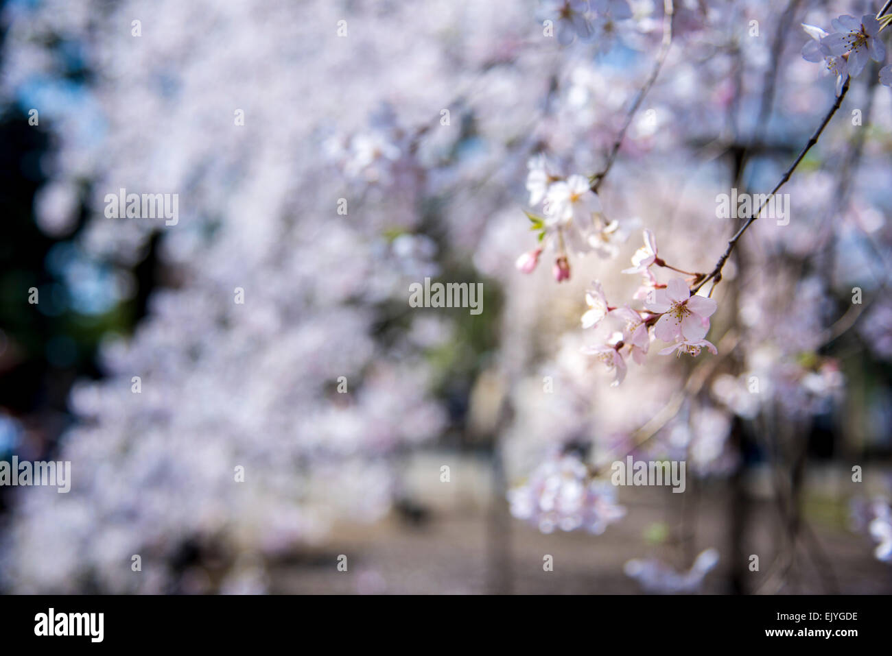 Weeping Cherry blossom,Rikugien Garden,Bunkyo-Ku,Tokyo,Japan Stock ...