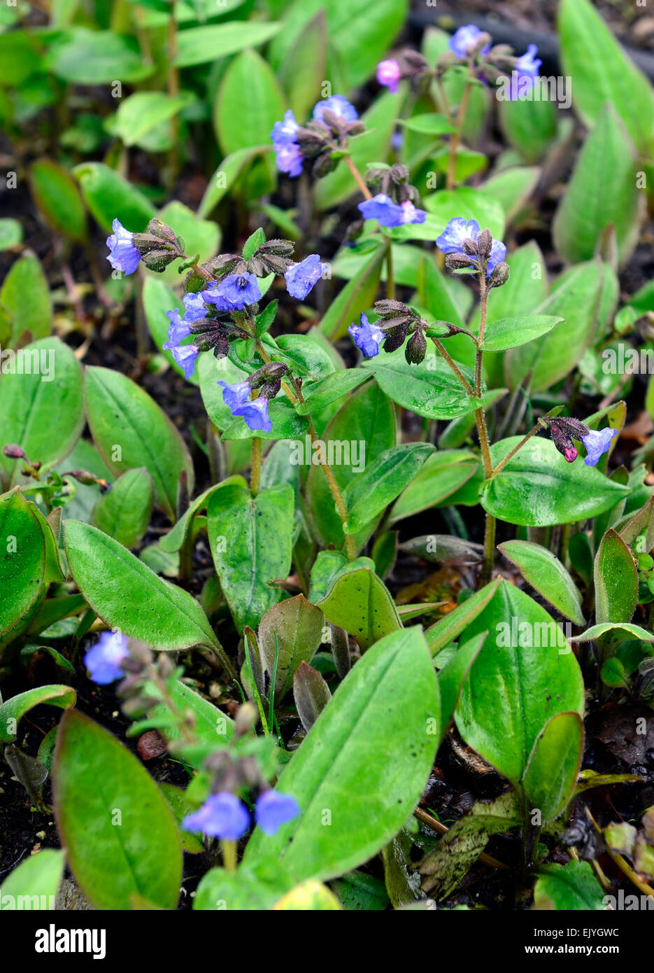 pulmonaria blue ensign lungwort spring flowers flower flowering mix ...