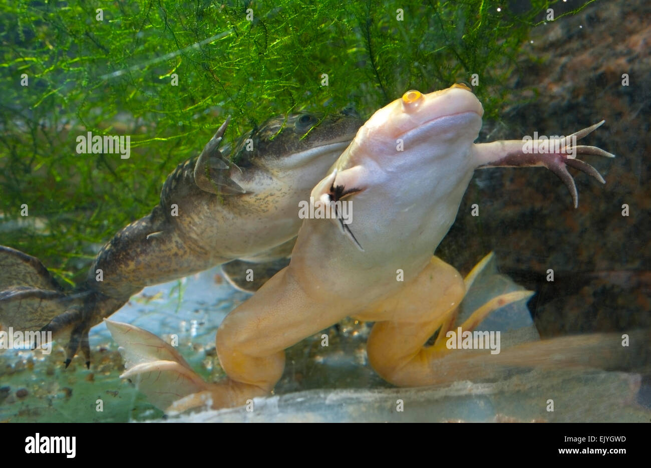 Clawed frogs hi-res stock photography and images - Alamy