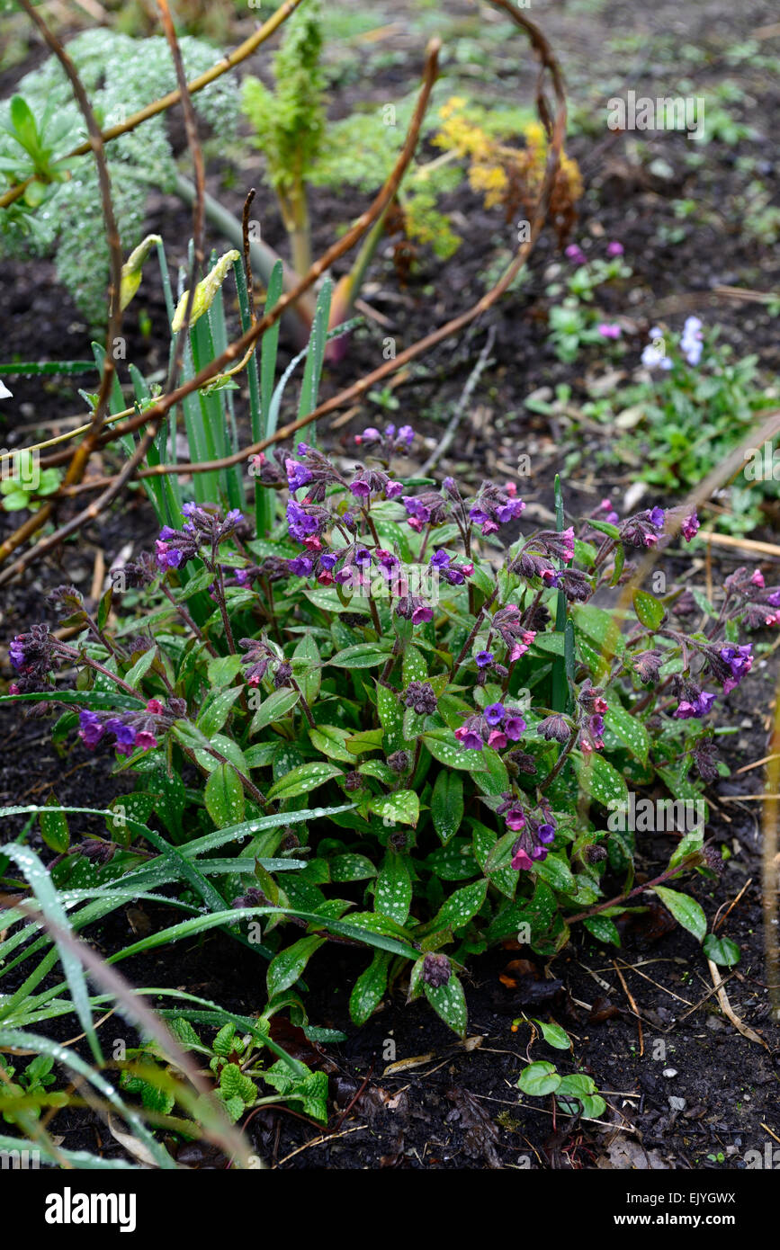 pulmonaria longifolia purple flowers flowering spring mound mounded growth bed border rm floral Stock Photo