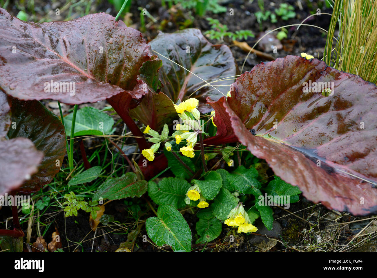 red bergenia leaves yellow primula veris mixed planting spring flower flowers RM floral Stock Photo