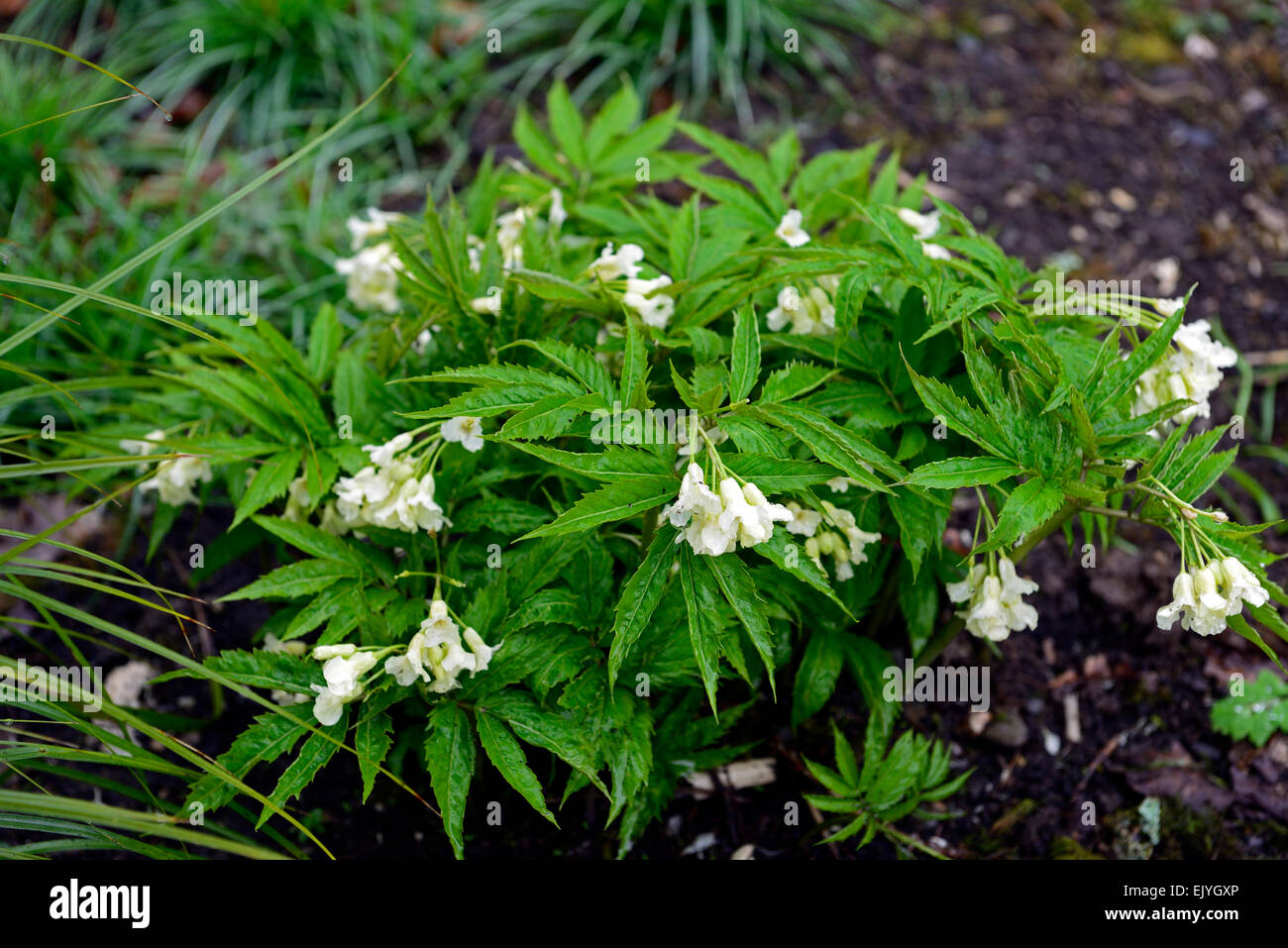 Cardamine enneaphylla white flower flowers clump forming shade shaded shady wood woodland garden plant planting RM Floral Stock Photo