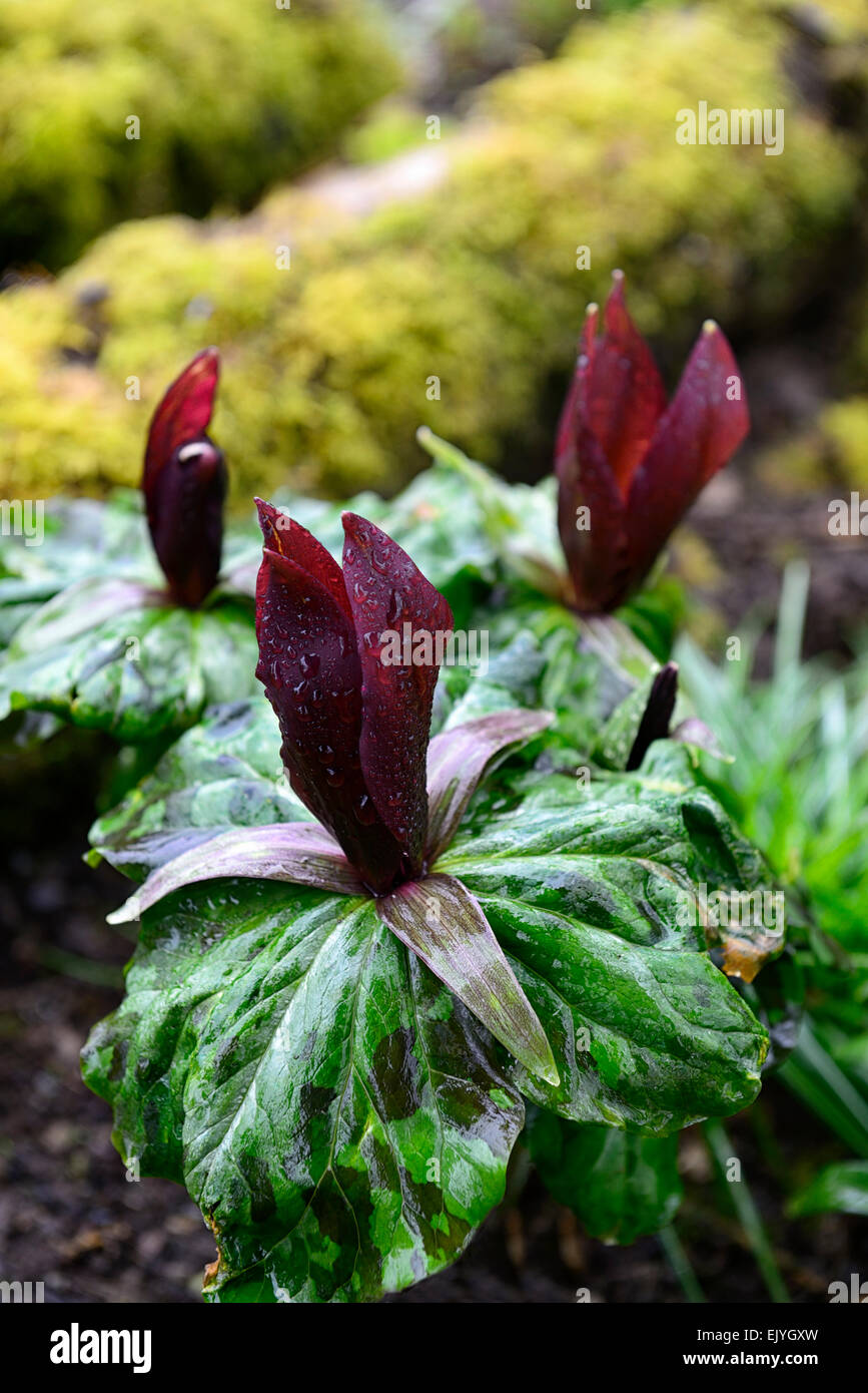 Trillium kurabayashii purple red flower flowers spring shade shaded ...