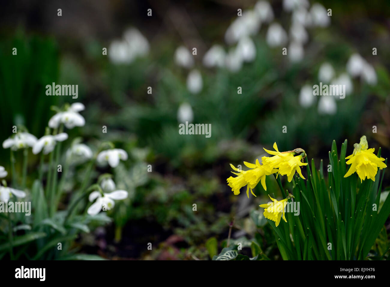 Yellow daffodils Galanthus hyppolyta snowdrops white flowers flower petals spring plant portraits bulbs snowdrop RM floral Stock Photo