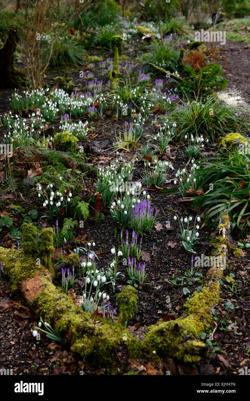 Spring flowers, Snowdrops, crocus, crocuses, RM Floral, woodland ,wood,woodland garden, Stock Photo