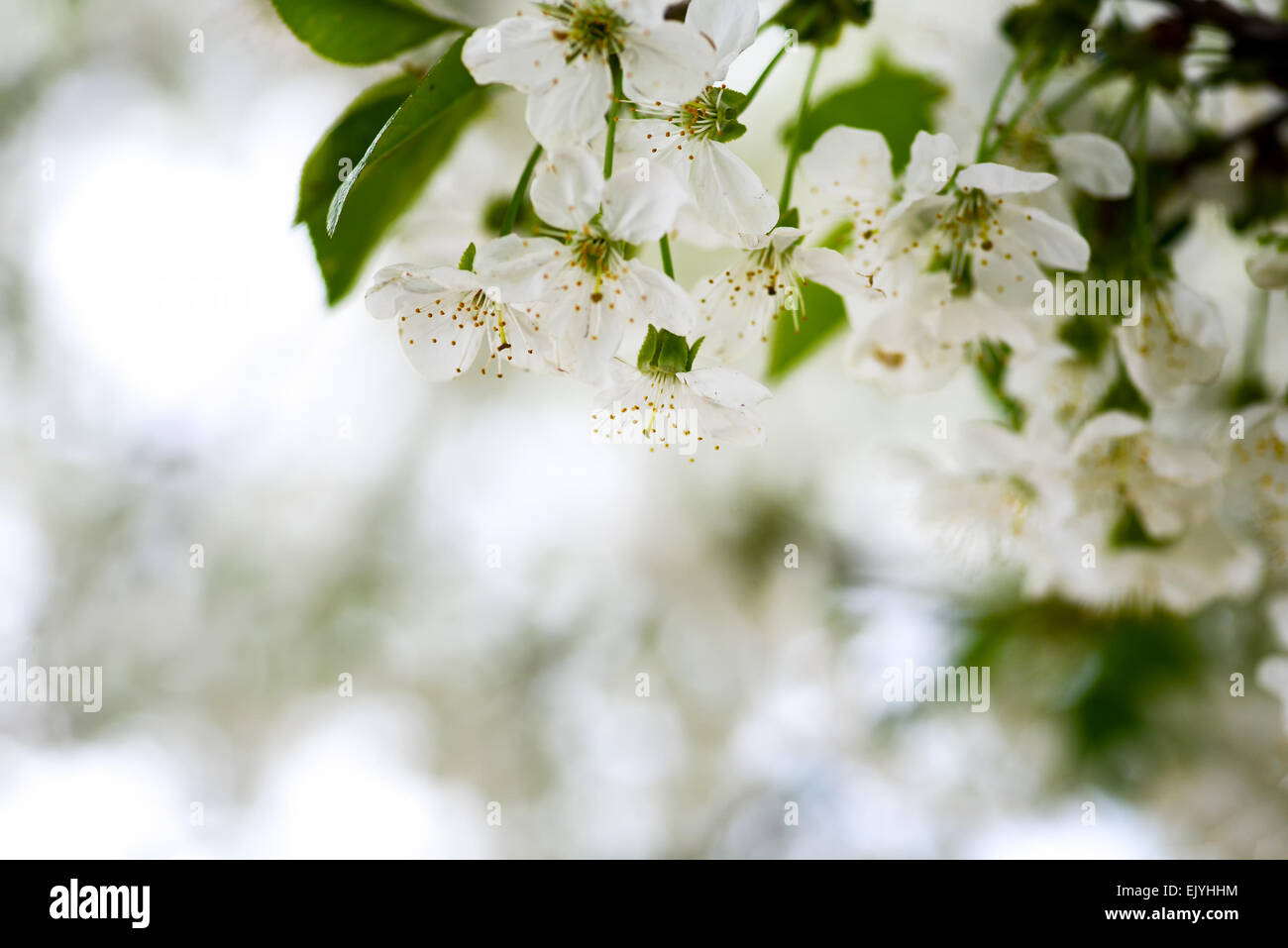 Lovely apple blossom Stock Photo