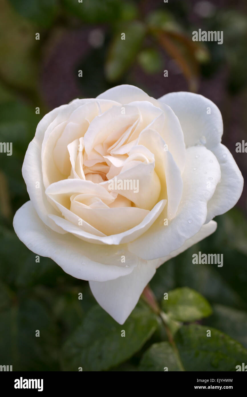 White Parfuma Roses Rosa White Perfume Stock Photo - Alamy
