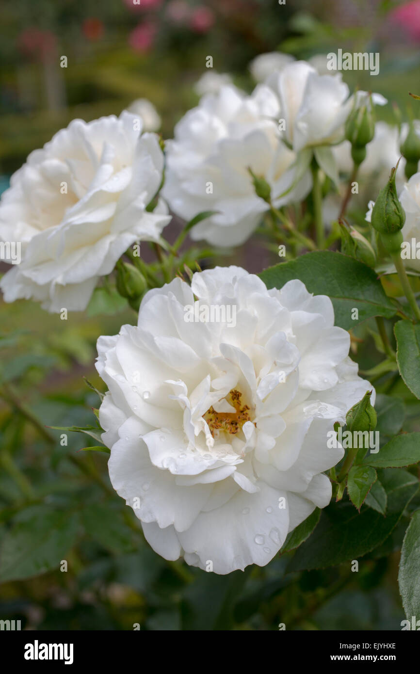 Rosa Carte Blanche Stock Photo - Alamy