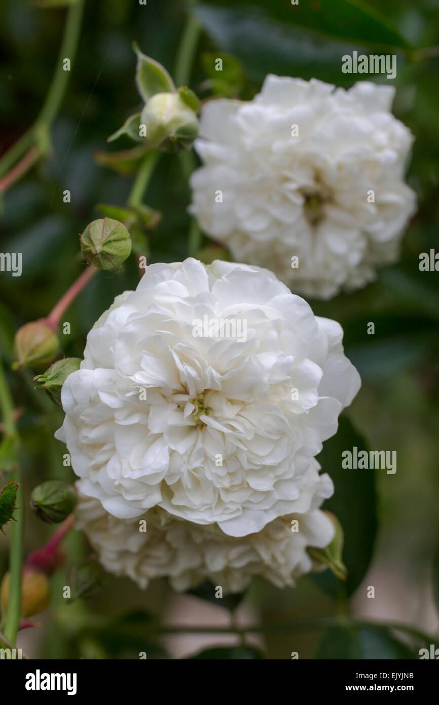 White dorothy rose hi-res stock photography and images - Alamy