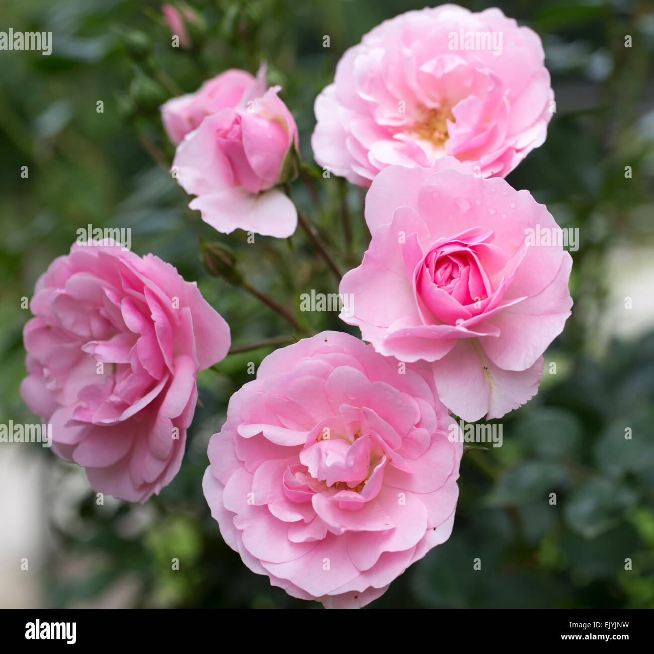 Rosa Penthouse Stock Photo - Alamy