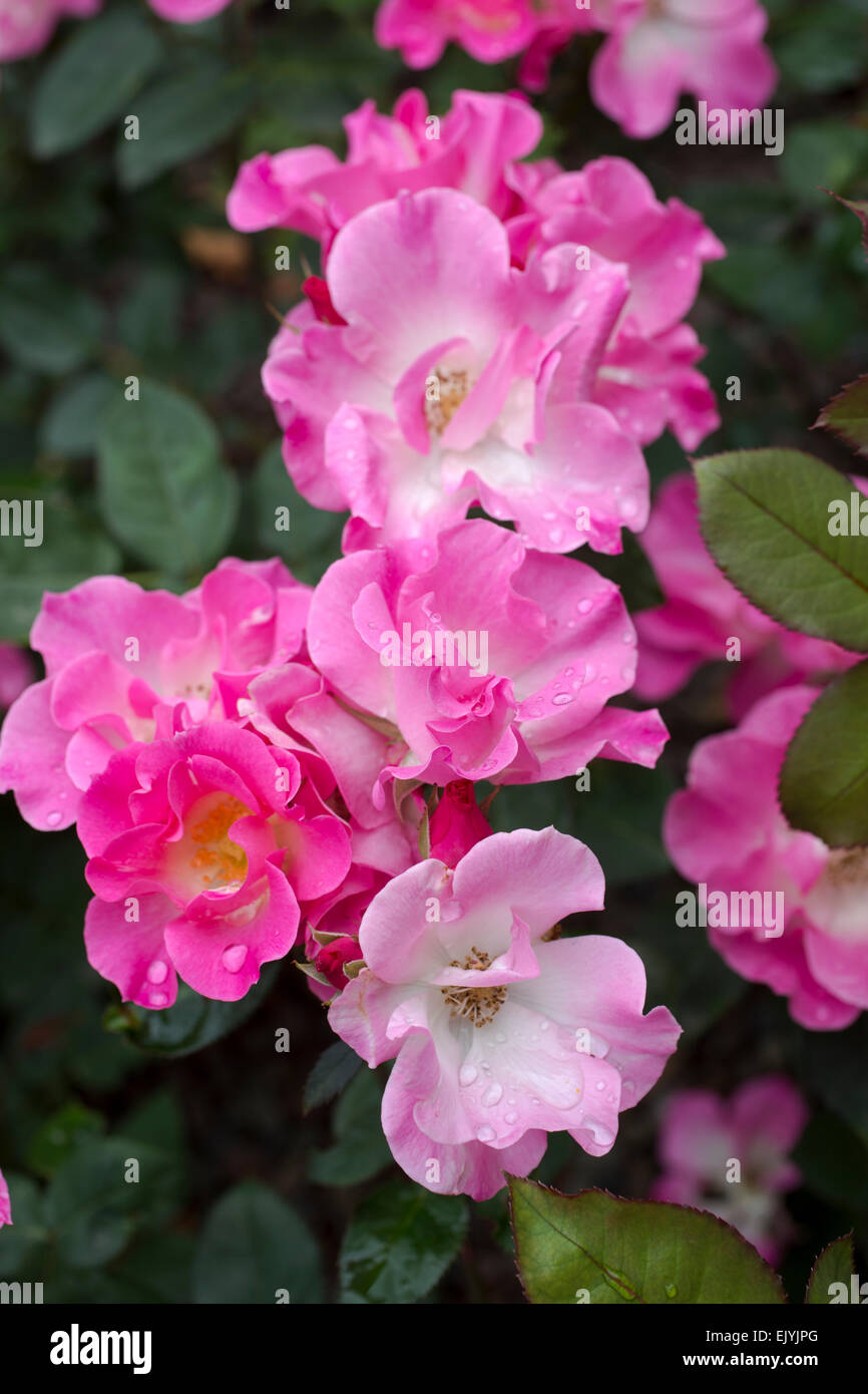 Rosa Sarasa, Japanese shrub rose Stock Photo