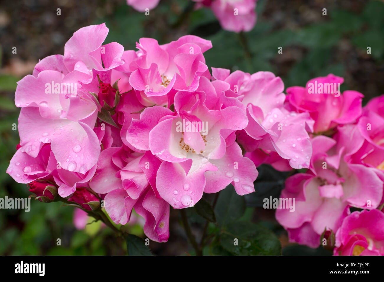 Rosa Sarasa, Japanese shrub rose Stock Photo
