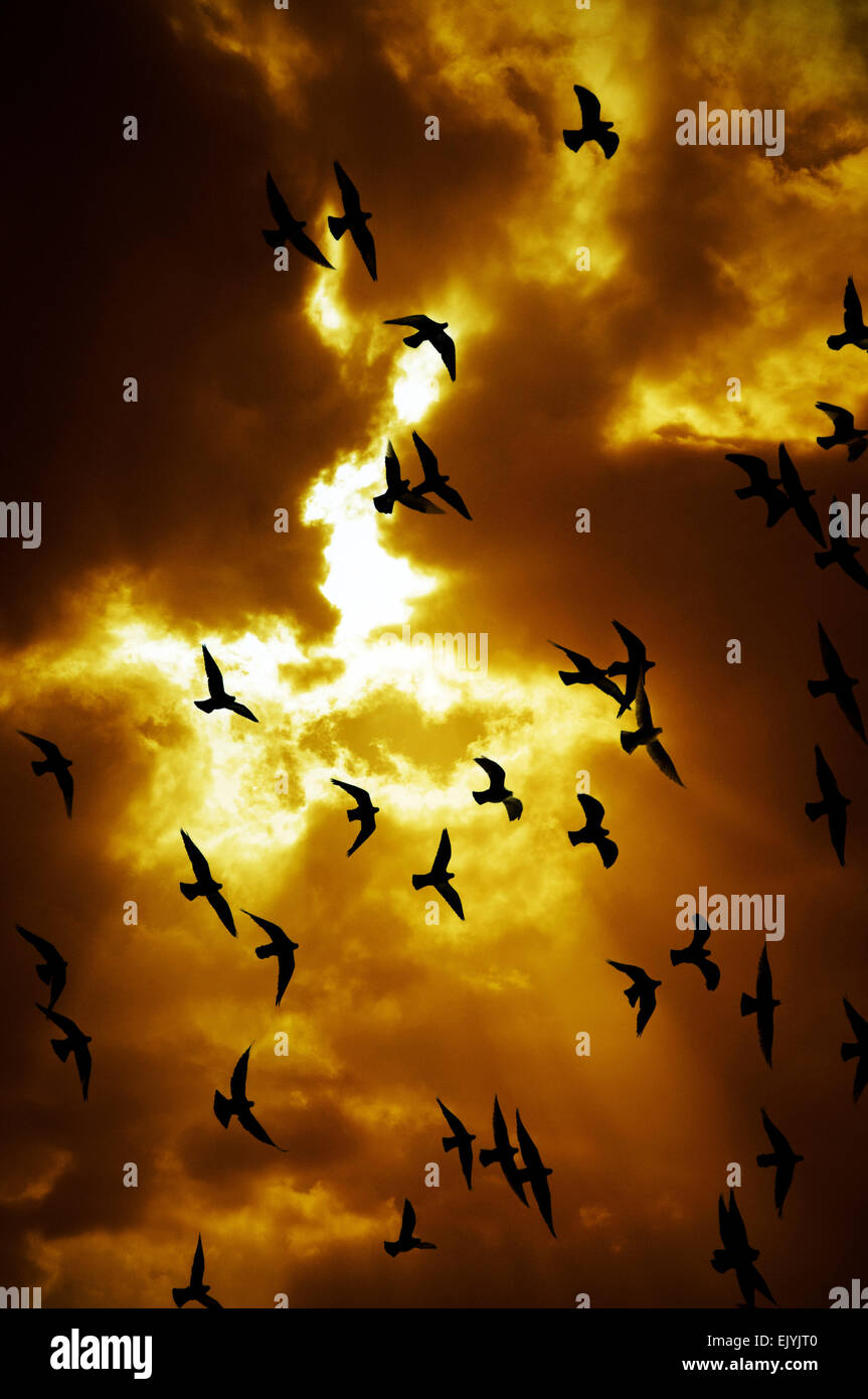 flock of birds Stock Photo Alamy