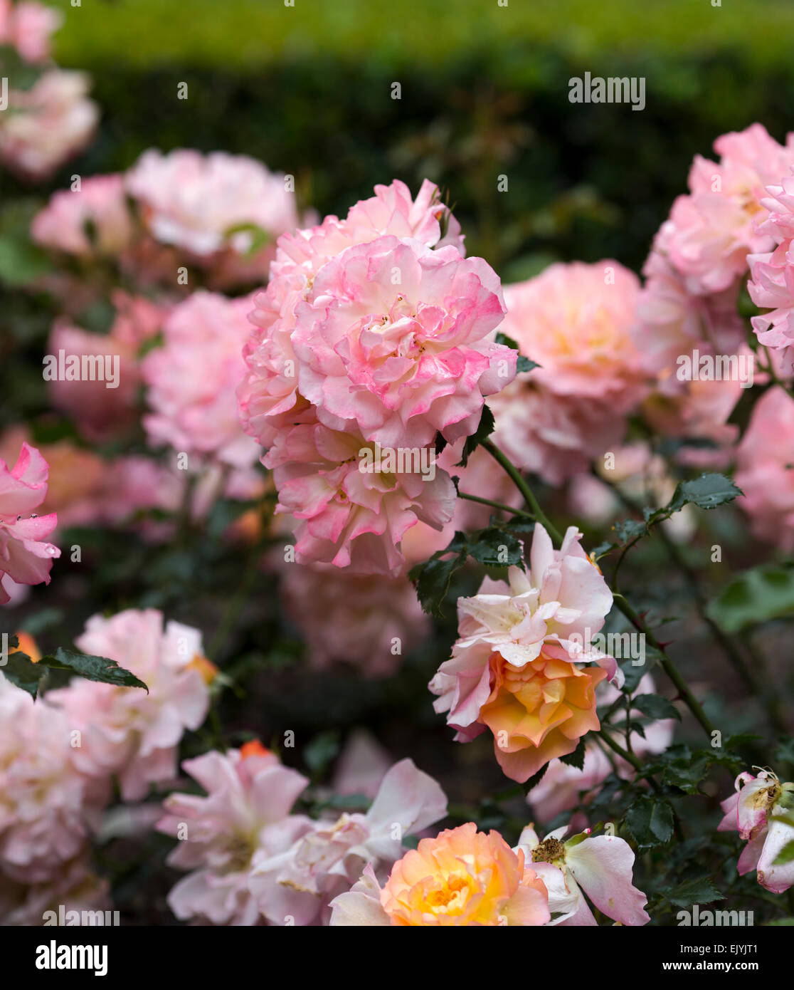 Japanese rose hi-res stock photography and images - Alamy