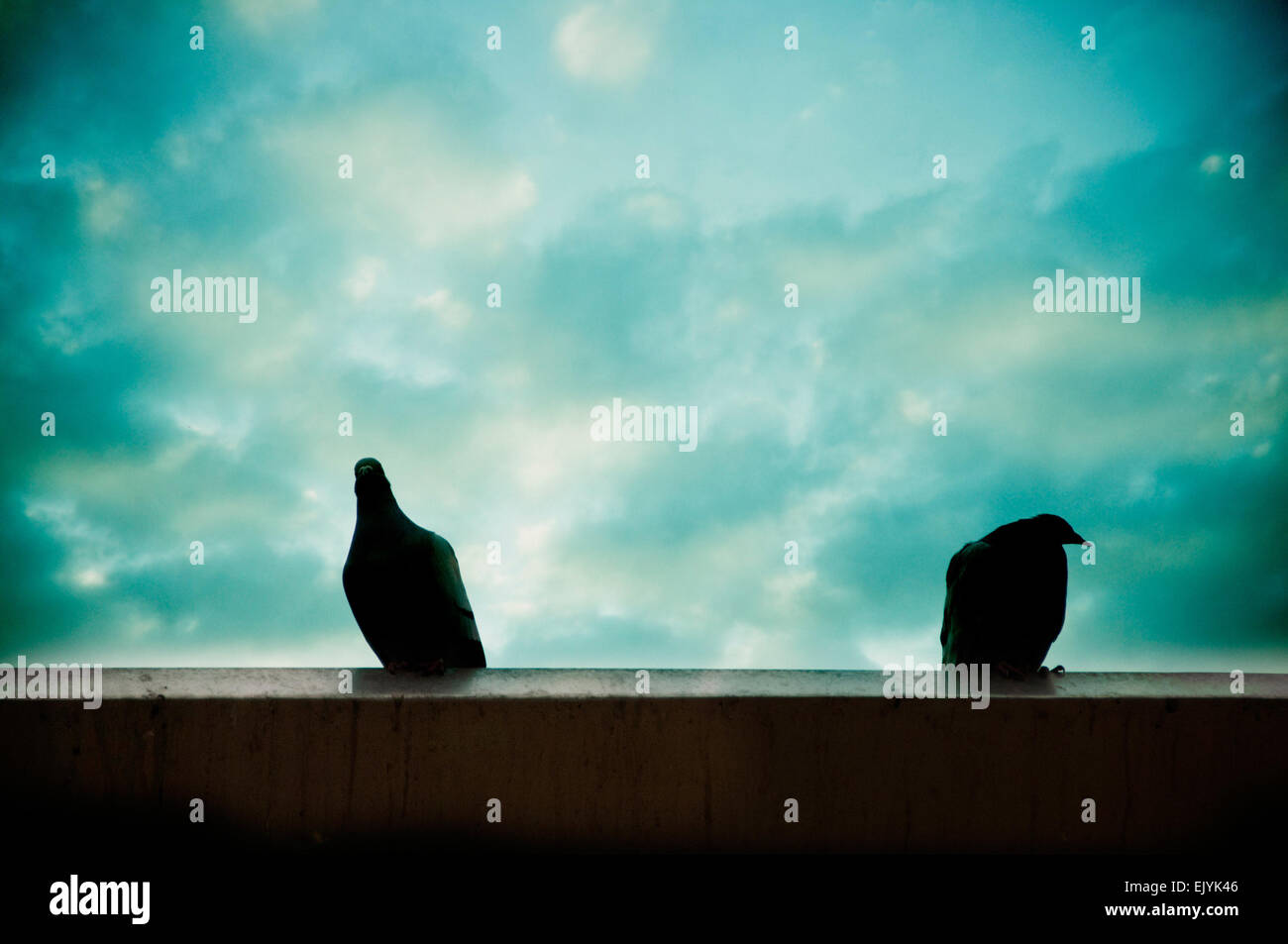 two pigeons silhouette Stock Photo