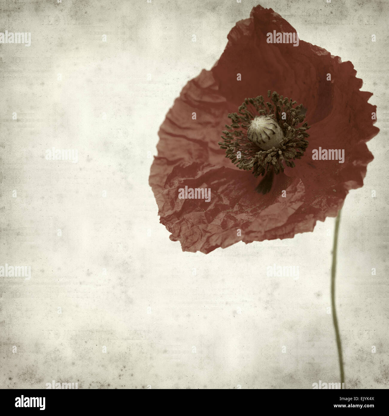 textured old paper background with red poppy flower Stock Photo - Alamy