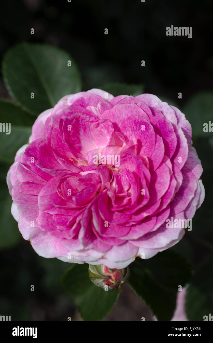 Vesalius rose hi-res stock photography and images - Alamy