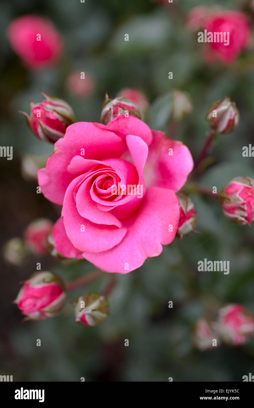 Immagini Stock - Rose In Una Cappelliera. Belle Rose Rosa In Una