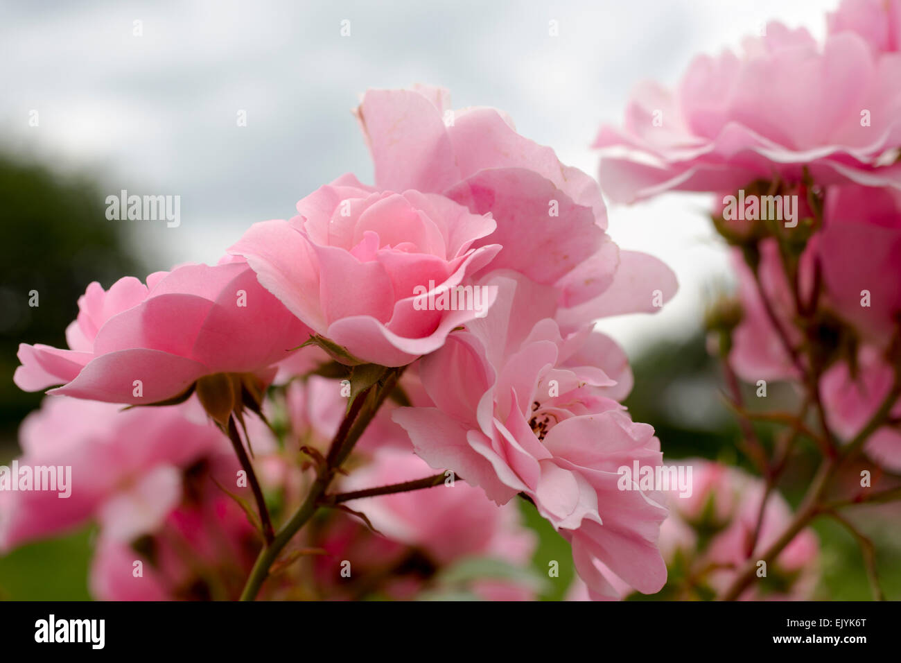 Rosa Bonica, standard form Stock Photo