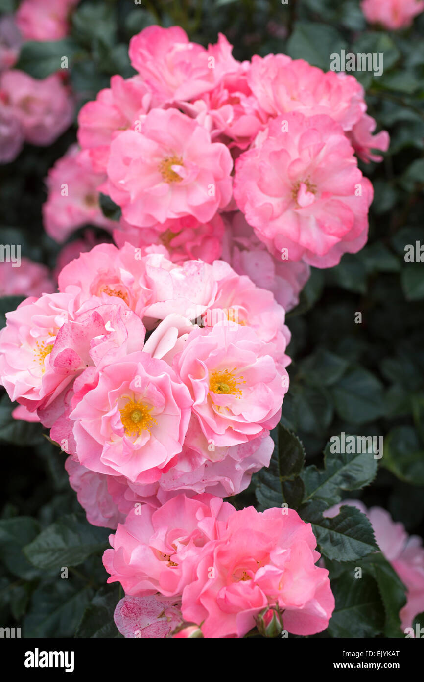 Rosa Jacky's Favorite, shrub rose Stock Photo
