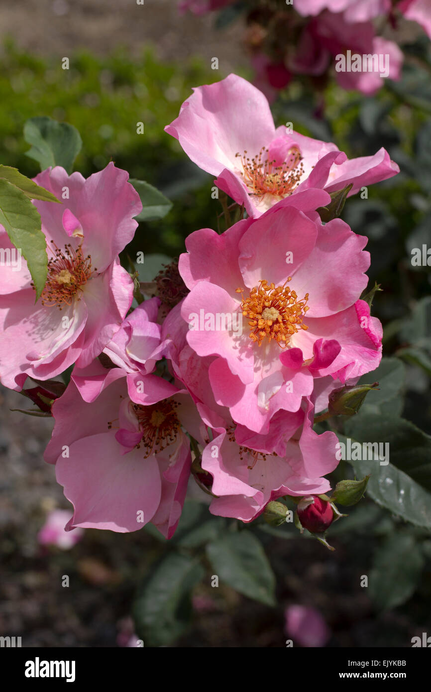 Rosa Dainty Tenderness, shrub rose Stock Photo