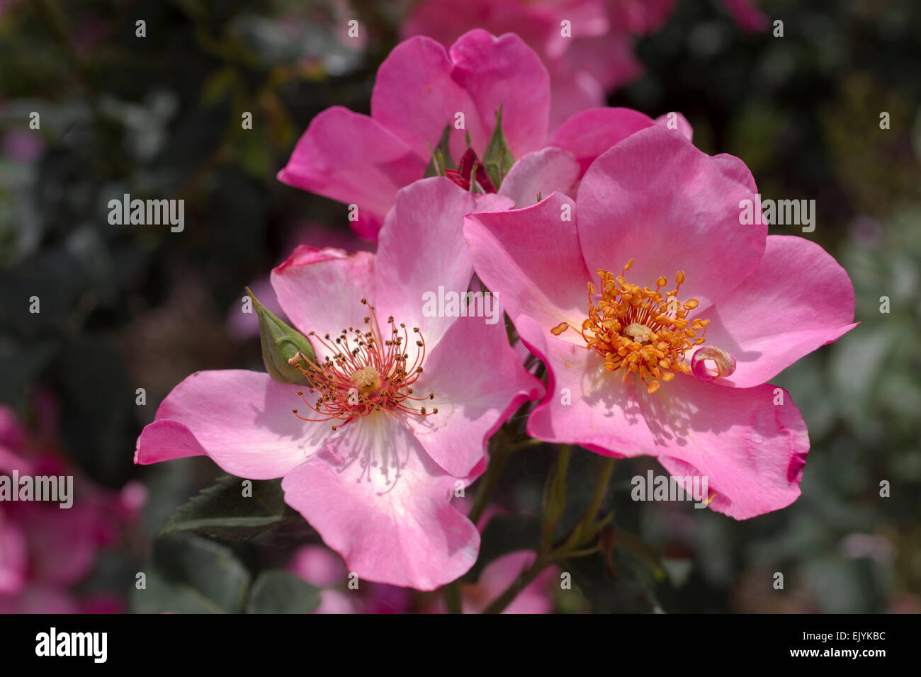 Rosa Dainty Tenderness, shrub rose Stock Photo