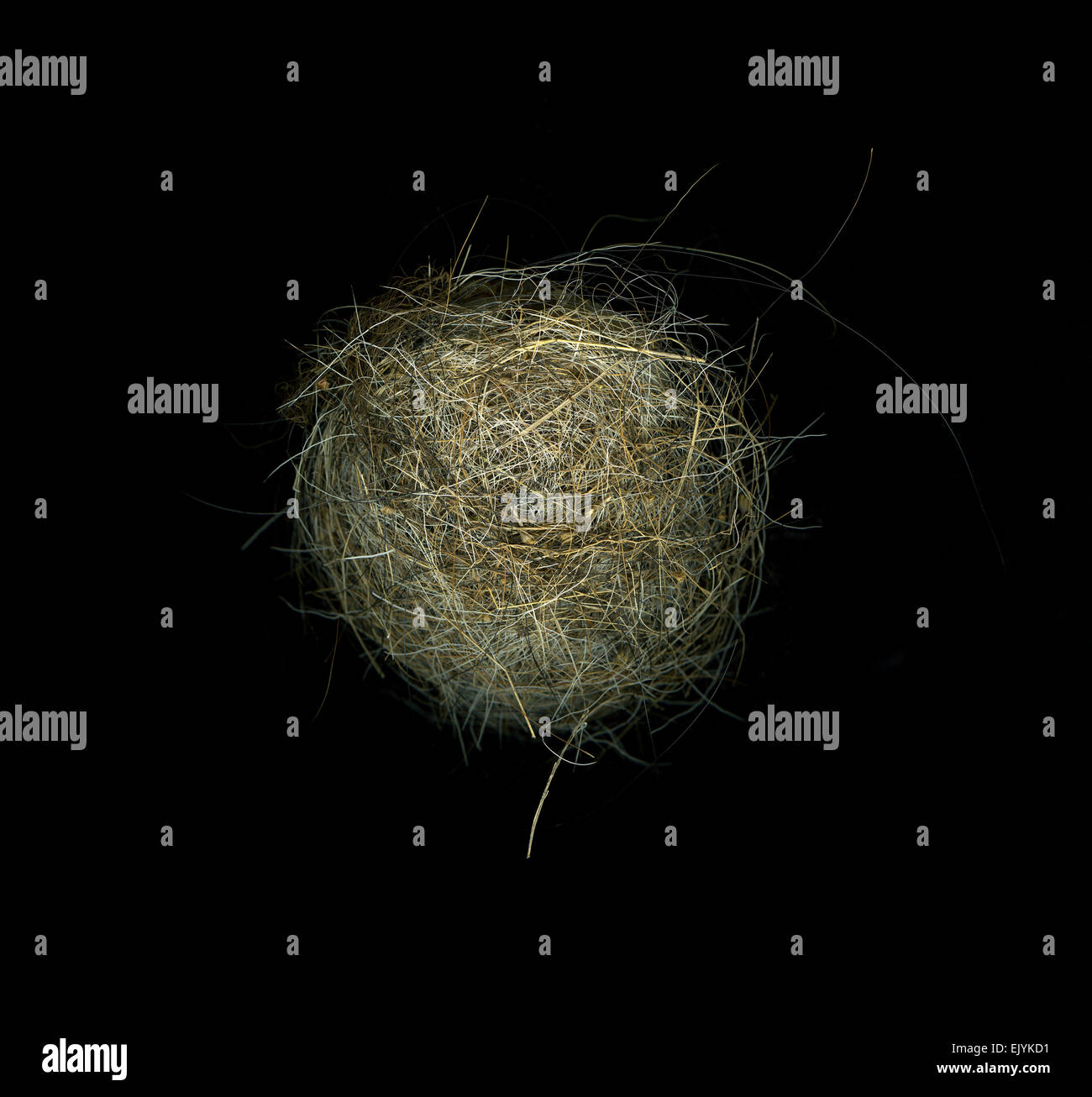 Birds nest isolated on black background Stock Photo - Alamy
