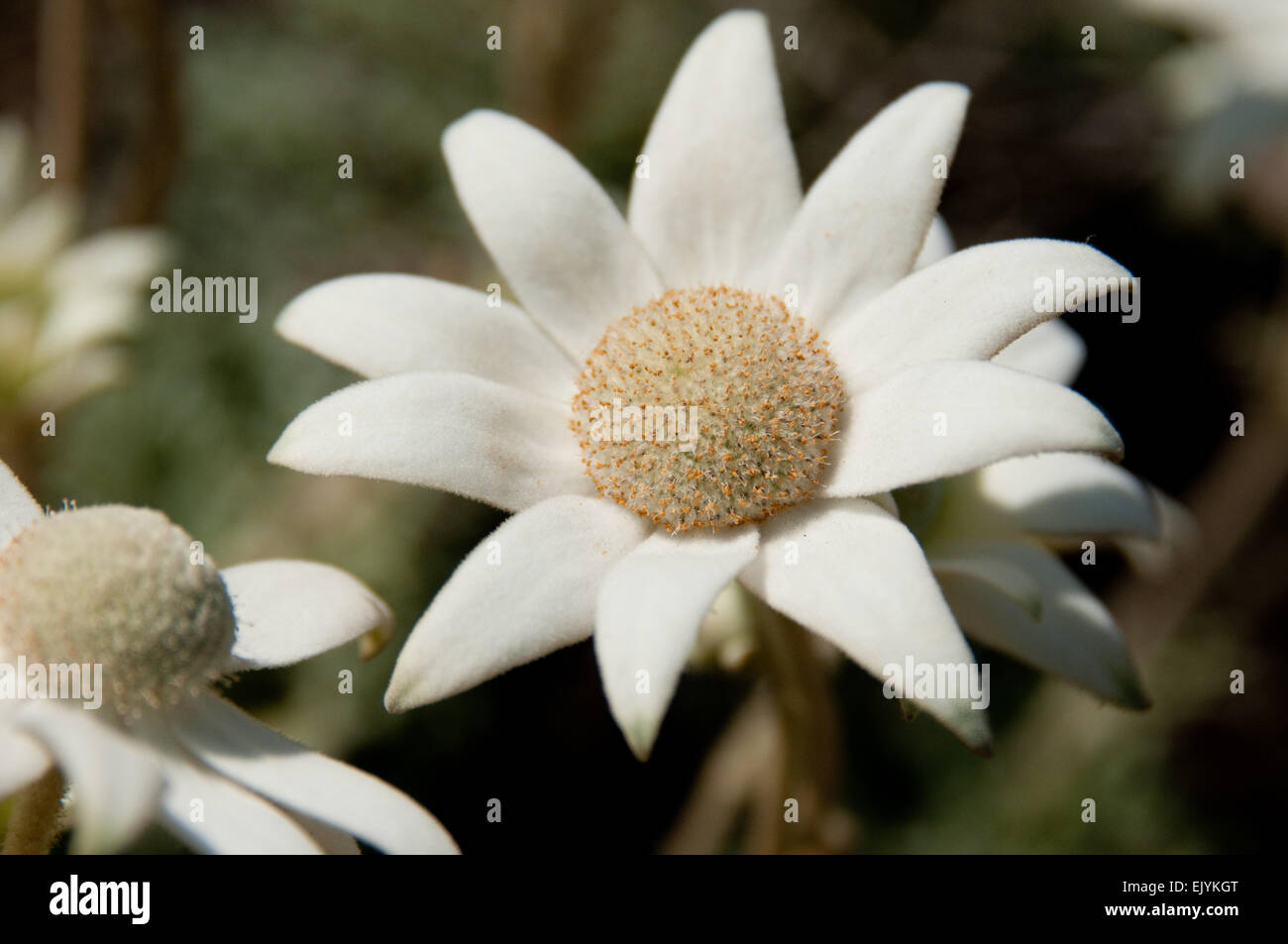 Flannel Flower, Botany Bay National Park, Australia Stock Photo