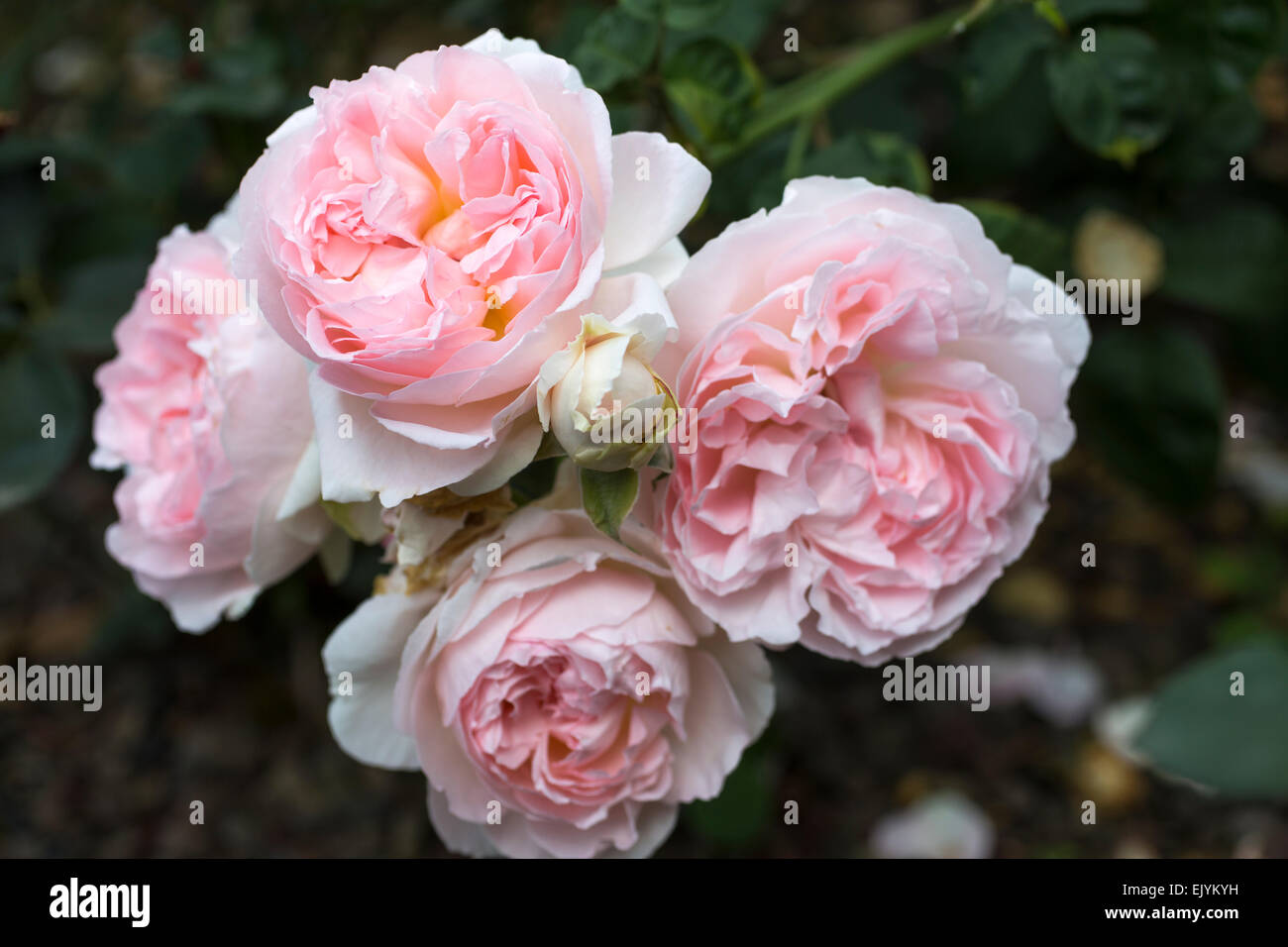 Rosa Sharifa Asma, David Austin English Rose Stock Photo - Alamy