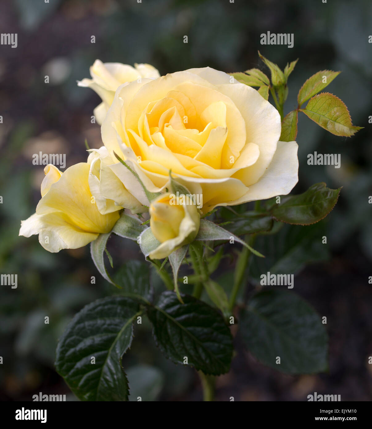 Rosa City Livery, Harkness Stock Photo